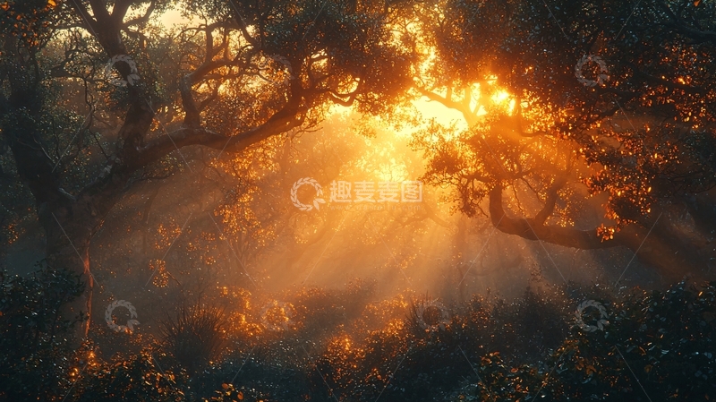 高清大图下载【趣麦麦图】森林日出