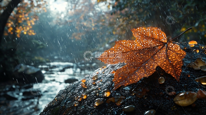 高清大图下载【趣麦麦图】雨中落叶