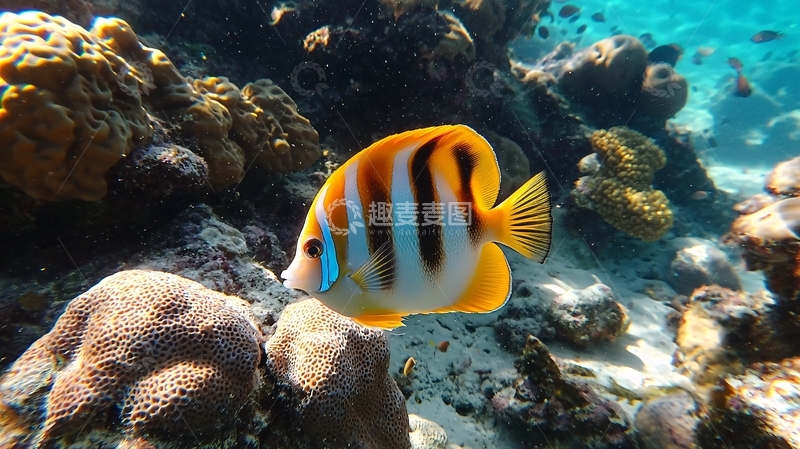 高清大图下载【趣麦麦图】珊瑚礁鱼类