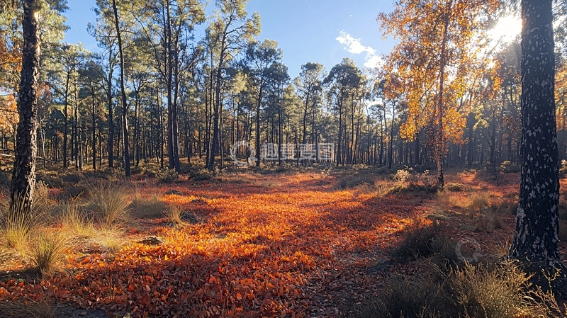 高清大图下载【趣麦麦图】阳光洒满落叶松林