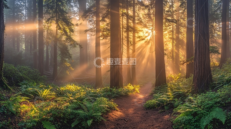 高清大图下载【趣麦麦图】森林日出