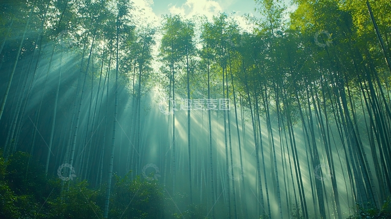 高清大图下载【趣麦麦图】阳光透过竹林