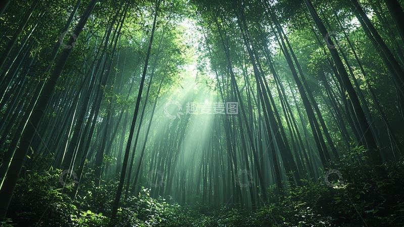 高清大图下载【趣麦麦图】光线透过竹林