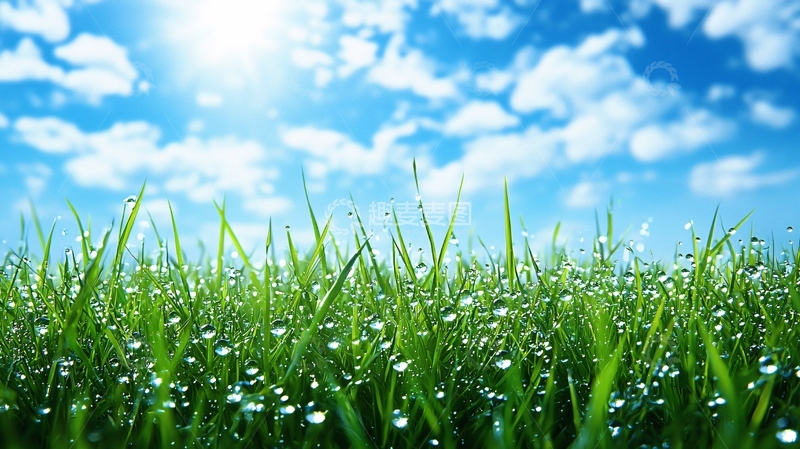 高清大图下载【趣麦麦图】阳光下的绿草地