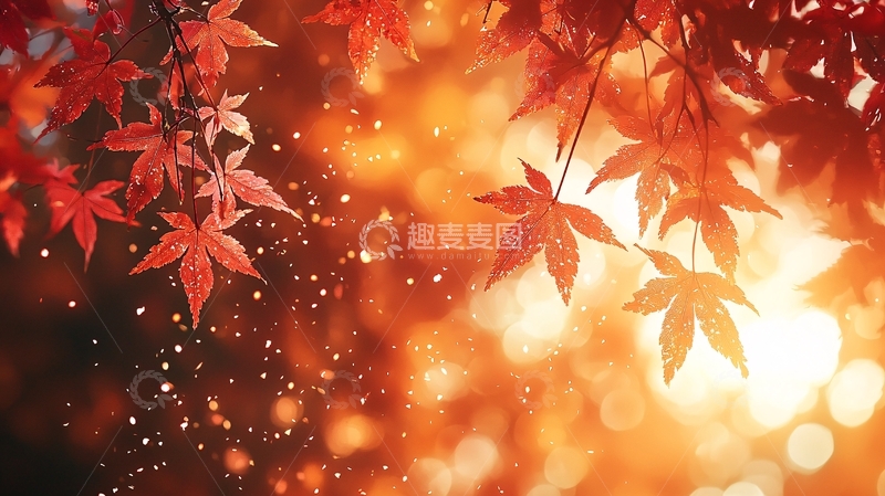 高清大图下载【趣麦麦图】秋雨中的红枫叶