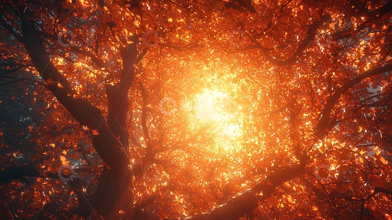高清大图下载【趣麦麦图】秋日阳光洒在树叶上