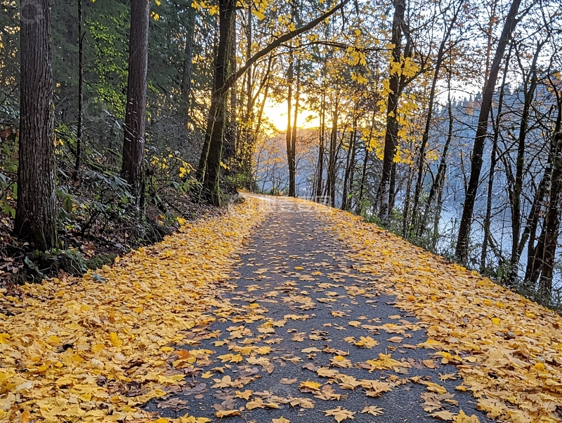 高清大图下载【趣麦麦图】秋叶铺满路面的森林小道