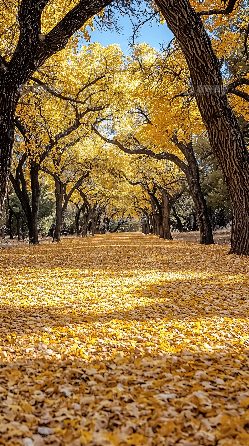 高清大图下载【趣麦麦图】金色树木覆盖的秋日小路