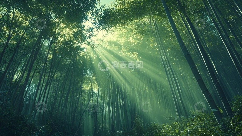 高清大图下载【趣麦麦图】翠绿竹林阳光照射穿透