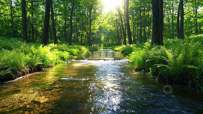 高清大图下载【趣麦麦图】阳光穿过森林小溪的宁静