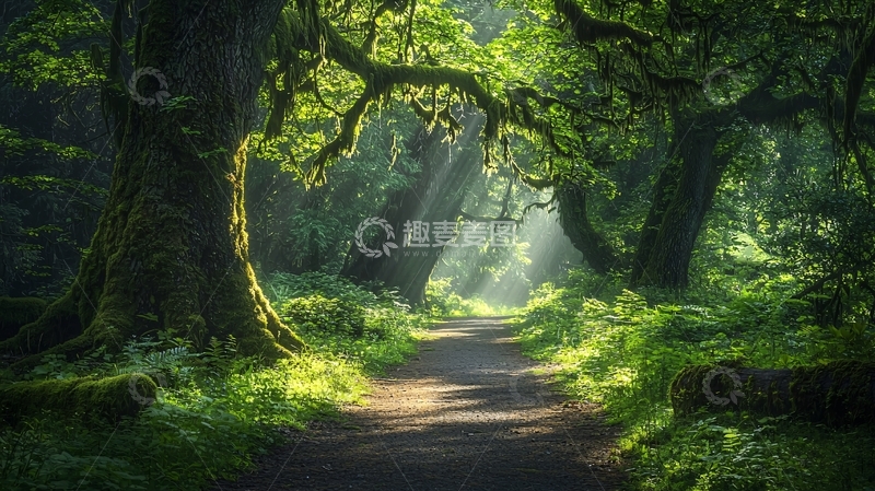 高清大图下载【趣麦麦图】阳光穿透树林的小路