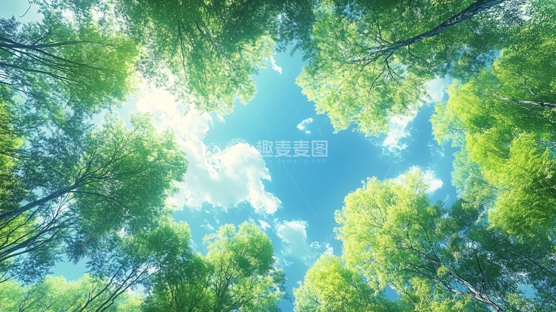 高清大图下载【趣麦麦图】蓝天白云竹林吊顶