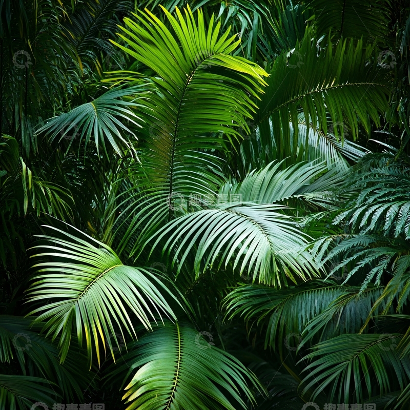 高清大图下载【趣麦麦图】棕榈鱼尾葵属