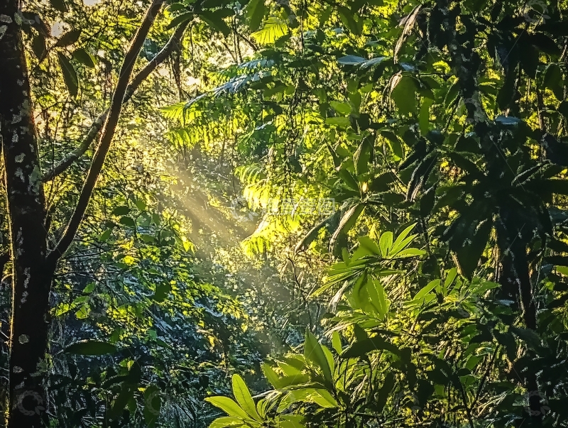 高清大图下载【趣麦麦图】穿透密林的阳光