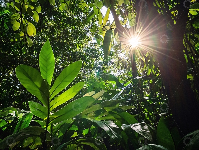 高清大图下载【趣麦麦图】绿叶中透过的阳光