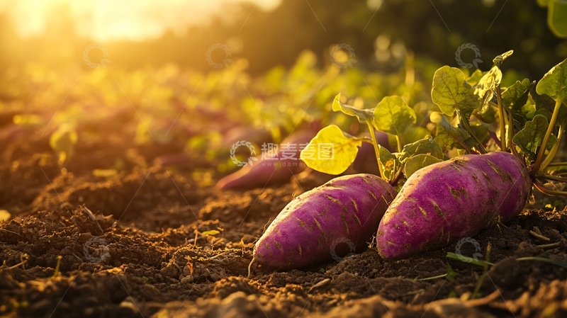 高清大图下载【趣麦麦图】高清紫薯背景