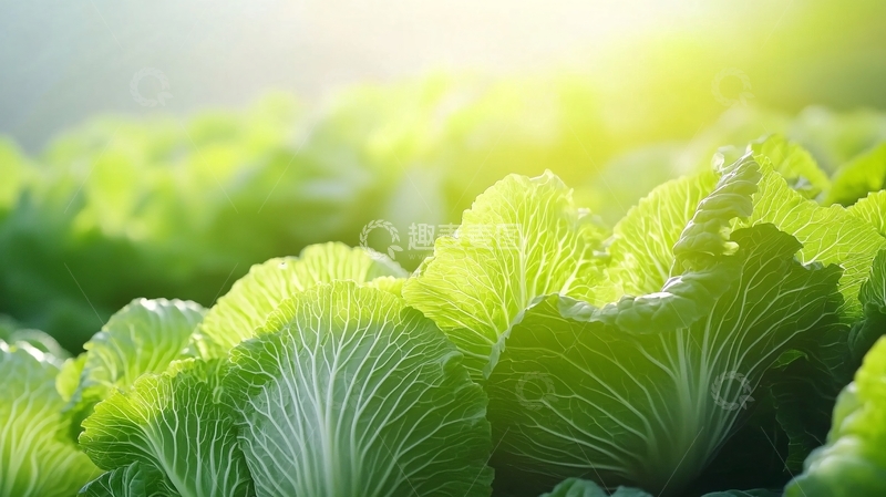 高清大图下载【趣麦麦图】阳光下的青菜1