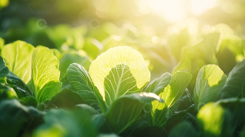 高清大图下载【趣麦麦图】阳光下的青菜2