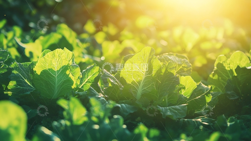 高清大图下载【趣麦麦图】阳光下的青菜43