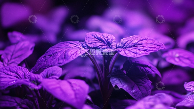 高清大图下载【趣麦麦图】紫苏微距