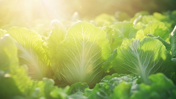 阳光下的青菜44