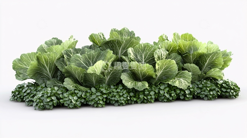 高清大图下载【趣麦麦图】高清蔬菜青菜