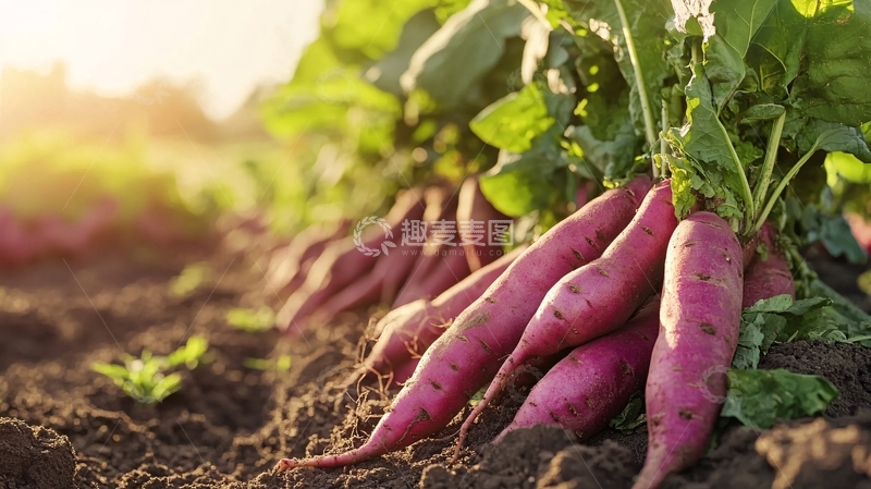 高清大图下载【趣麦麦图】蜜薯种植