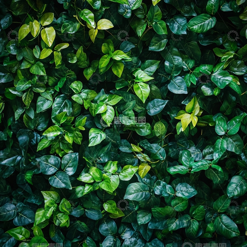 高清大图下载【趣麦麦图】仿真绿植背景