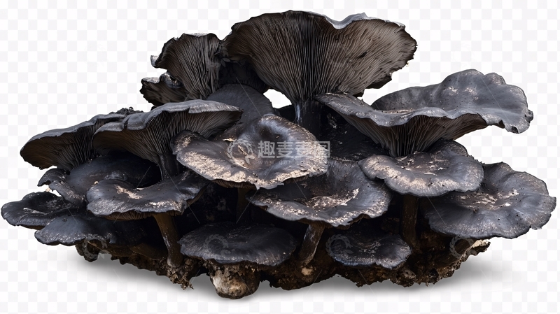 高清大图下载【趣麦麦图】免抠蘑菇