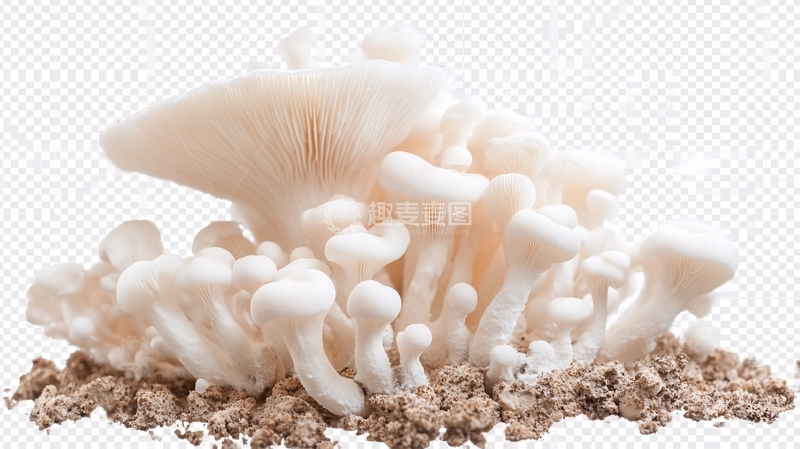 高清大图下载【趣麦麦图】写实蘑菇