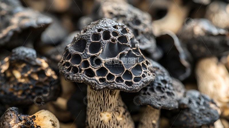 高清大图下载【趣麦麦图】黑木耳生长环境1