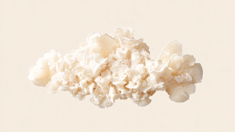 高清大图下载【趣麦麦图】逼真的珊瑚1