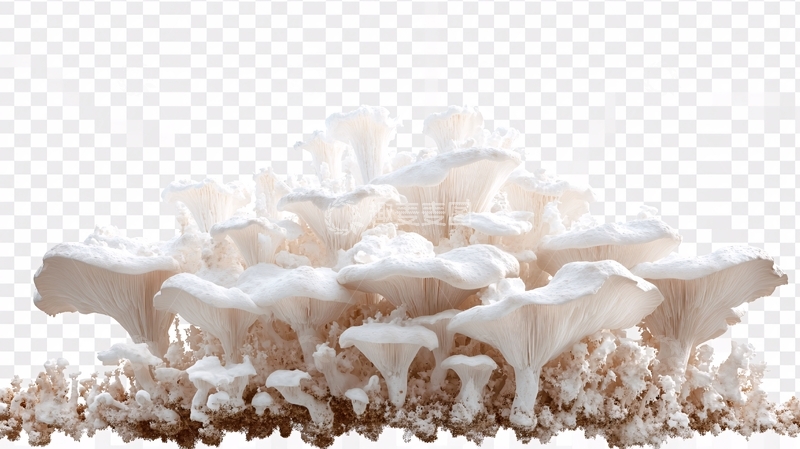 高清大图下载【趣麦麦图】逼真的珊瑚