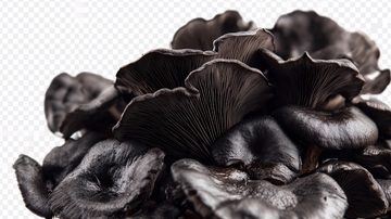 木耳素材下载