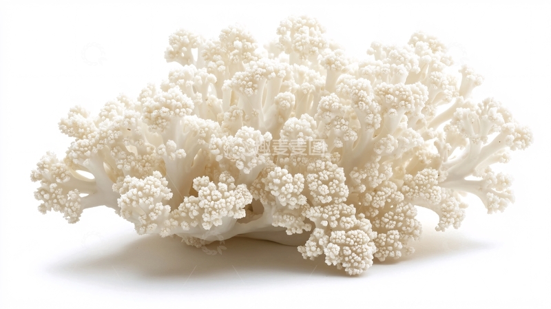 高清大图下载【趣麦麦图】花菜素材下载