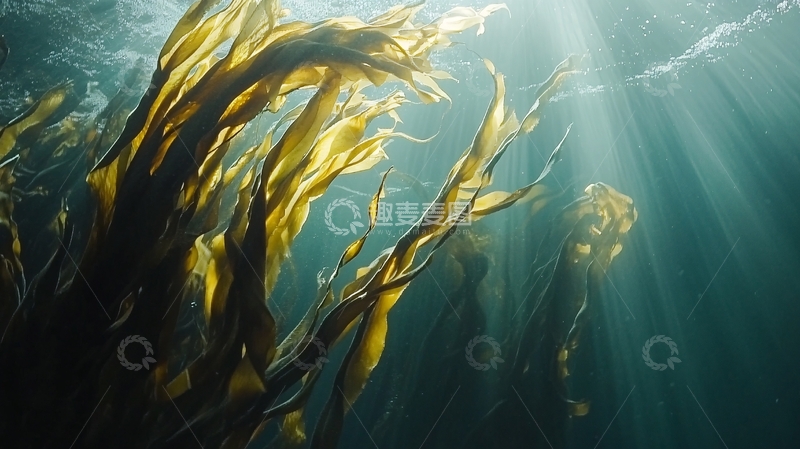 高清大图下载【趣麦麦图】深海海带1