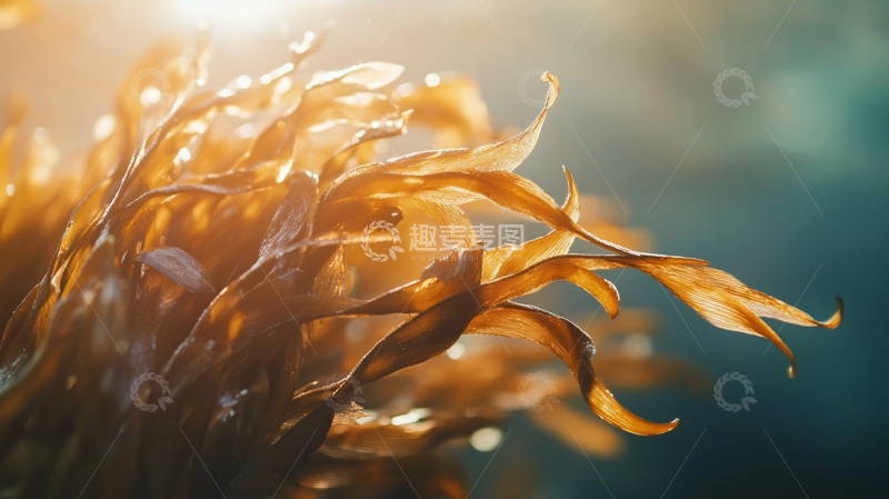 高清大图下载【趣麦麦图】光影麦穗