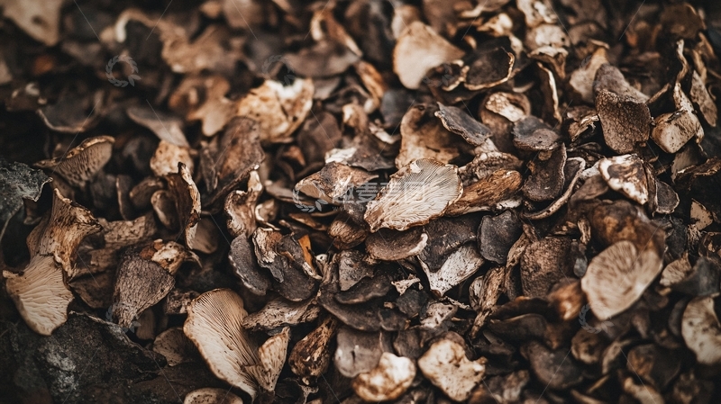 高清大图下载【趣麦麦图】掉落的枯叶堆