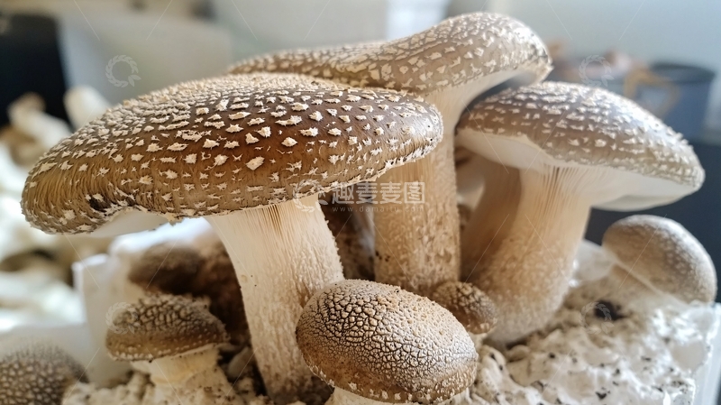 高清大图下载【趣麦麦图】干香菇栽培