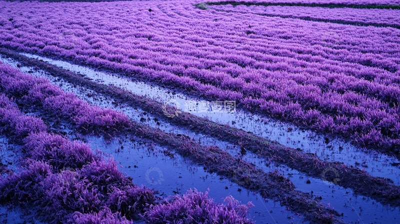 高清大图下载【趣麦麦图】粉红滩涂