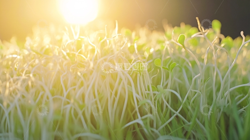 高清大图下载【趣麦麦图】晨光中的麦苗