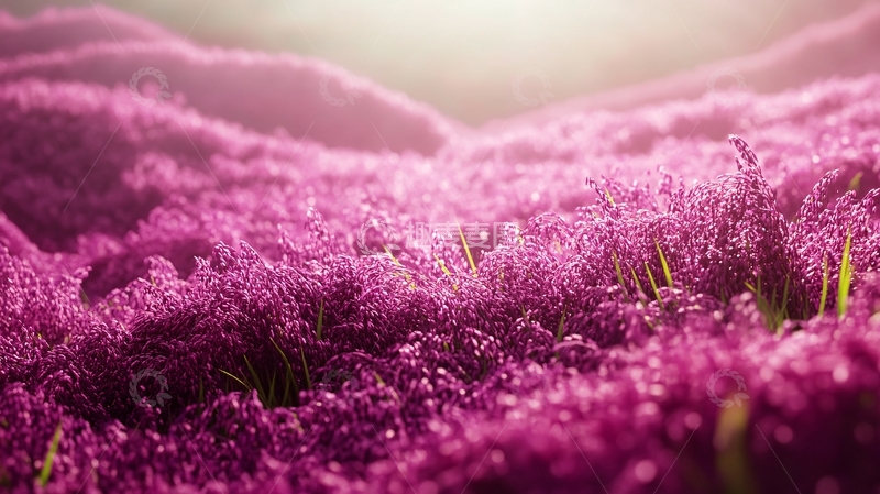 高清大图下载【趣麦麦图】梦幻紫色花丛