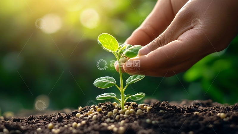 高清大图下载【趣麦麦图】萌发新生概念