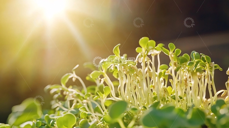 高清大图下载【趣麦麦图】阳光下的蚕豆苗6