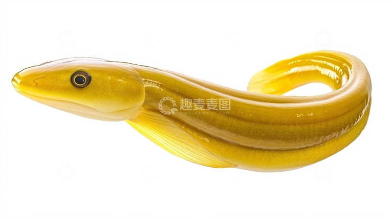 高清大图下载【趣麦麦图】黄色的眼镜蛇3