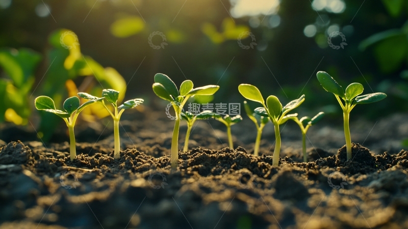 高清大图下载【趣麦麦图】阳光下的小苗2