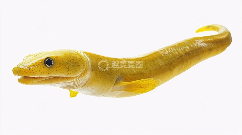 高清大图下载【趣麦麦图】电鳗模型