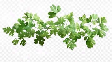 香菜剪贴图