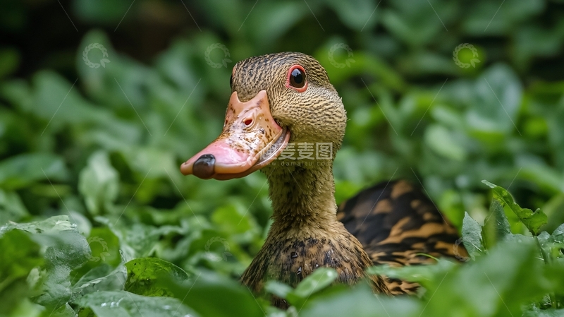 高清大图下载【趣麦麦图】瘤头鸭特写