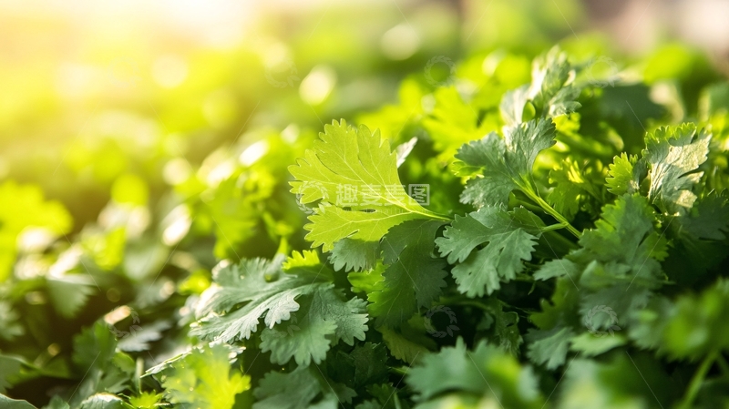高清大图下载【趣麦麦图】阳光下的香菜3